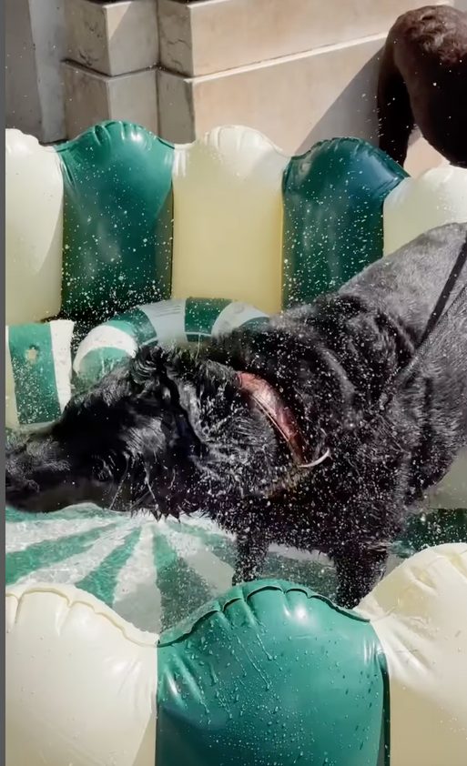 Perro en la piscina de Anouk